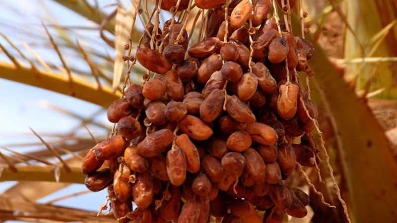 تصدر بأقل من 6 دنانير: التونسي محروم من نصف إنتاج التمور وأجود انواعها