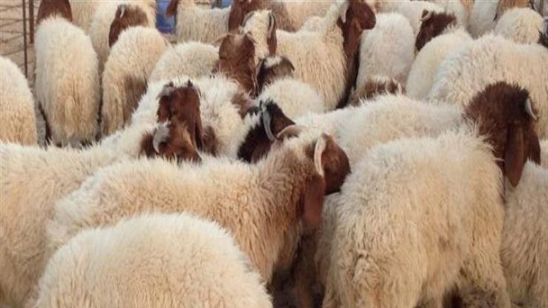 تحديد السعر المرجعي للاضاحي بـ21.900 د للكلغ حيّ بداية من الخميس 29 ماي