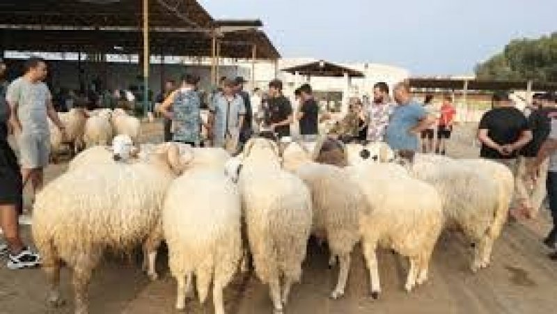 قبل عيد الاضحى : فرق المراقبة الاقتصادية تحجز مواشي بقيمة حوالي نصف مليون دينار لغرض المضاربة بها