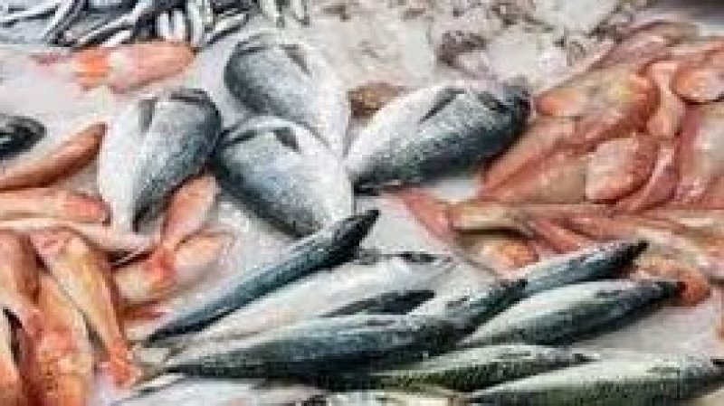 فريق الهيئة الوطنية للسلامة الصحية للمنتجات الغذائية يحجز 735 كغ من الأسماك الفاسدة بولاية زغوان