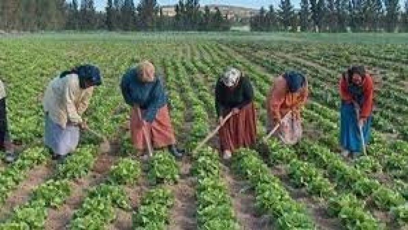 مدنين : مطالب مهنية واجتماعية مستعجلة لعاملات وعمال قطاع الفلاحة