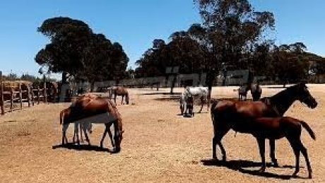 اضواء على الكمان : تربية الخيول وتجويدها بين الموجود في المؤسسة والمنشود في المركب ومركز فنون الفروسية