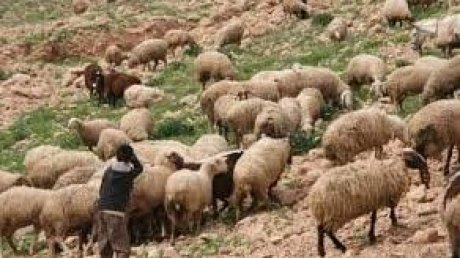 والأمطار تواصل نزولها : مربّي الماشية مدعوون الى التوقي من" التسمم المعوي" بإتباع هذا التمشي